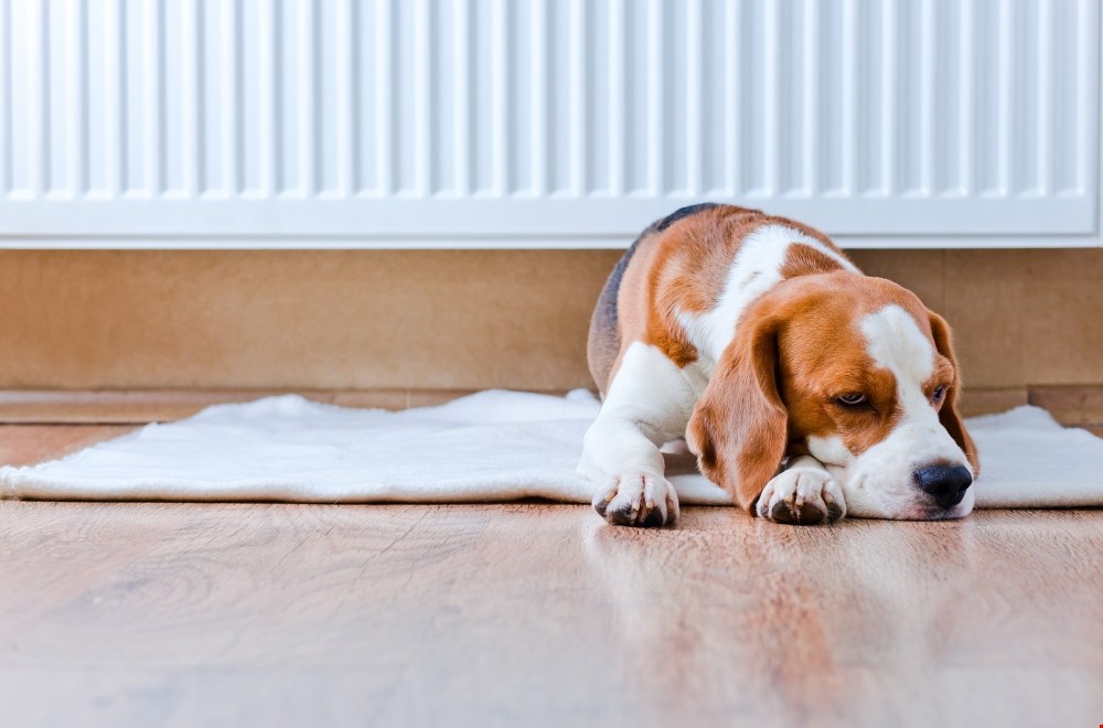 Creëer een warm en stijlvol thuis: de nieuwste trends in verwarming
